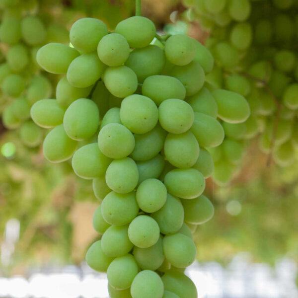 sweet-globe-organic-organic-grape-moyca-grapes