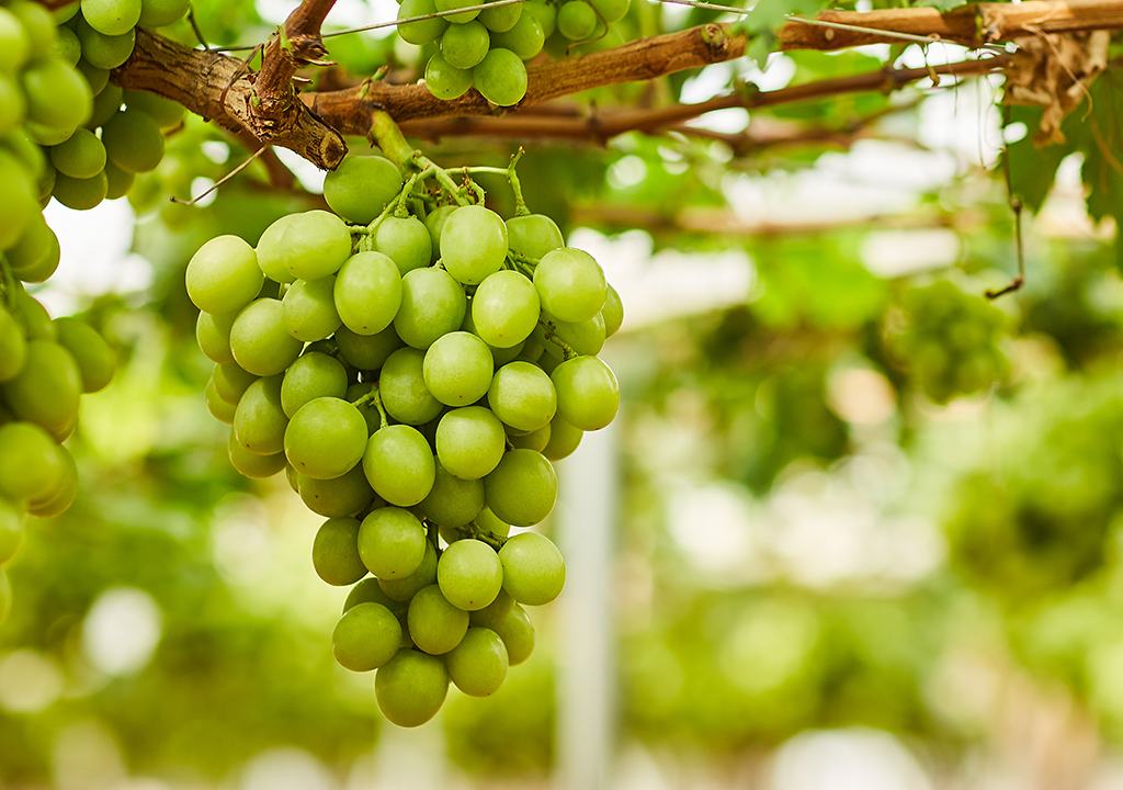 Table Grape Varieties Moyca Grapes