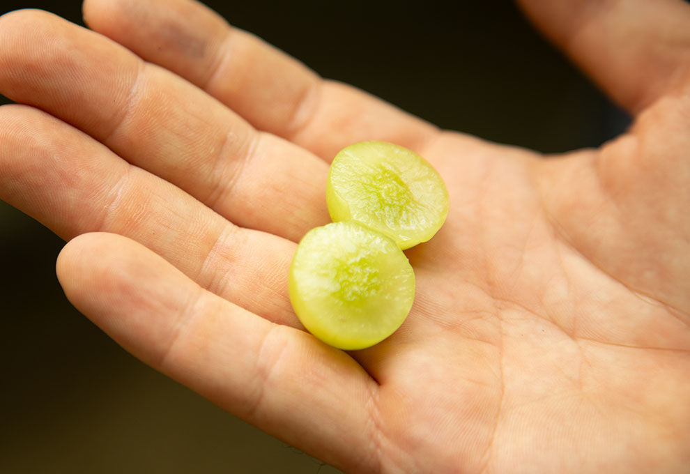 ¿Cómo se consiguen las uvas sin semillas? ¿Cómo se obtienen los sabores especiales?