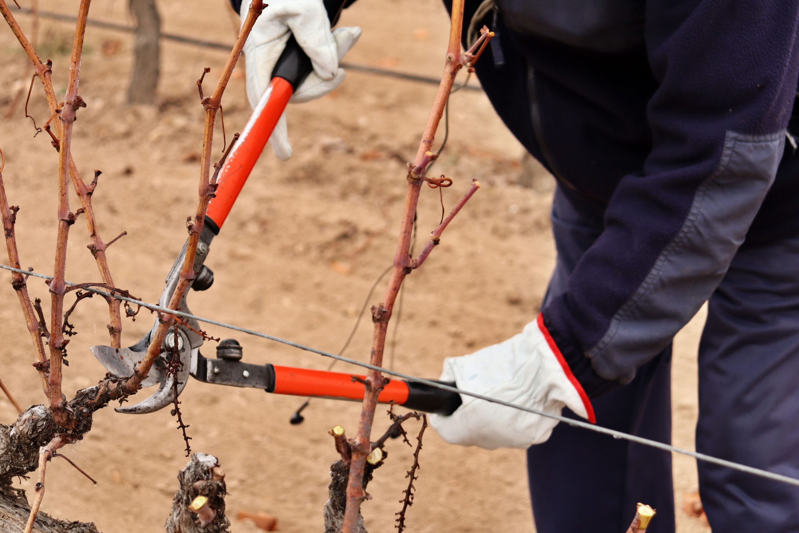 Poda de Fructificación en Uva de Mesa: Principios, Sistemas y Recomendaciones. Guía Completa para una Producción Óptima de Uvas