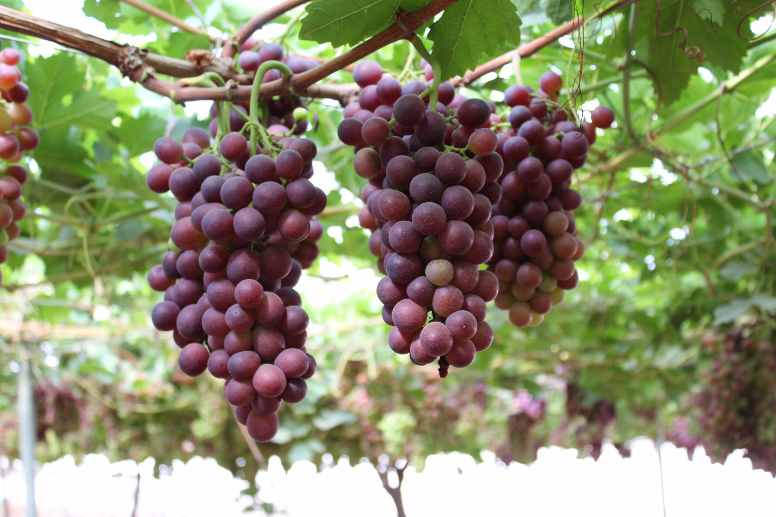  Moyca se suma a un programa para cultivar uva de mesa sin residuos de pesticidas y fungicidas