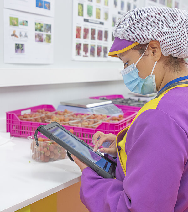 Acceso a Mercados Globales: El valor estratégico de las certificaciones de calidad, seguridad y sostenibilidad en Uvas Moyca